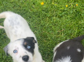 Sheepdog puppies