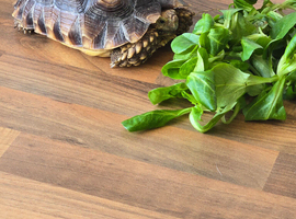 Sulcata for sale