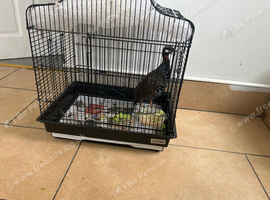 2x Black Francolin Birds one male and one female