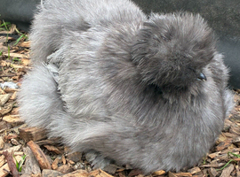 Blue Bearded Silkie Hatching eggs with *Guarantee*