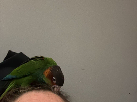 Semi tame blue throated conures