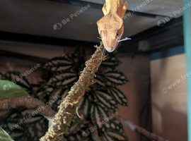Crested Gecko, no inclosure.