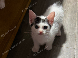 Kittens