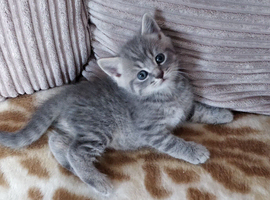 Russian Blue kitten 8 weeks old fully litter trained. Boy