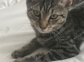 Silver tabby kitten