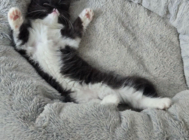 Coco the long haired kitten