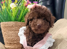 Adorable Miniature female poodle puppie