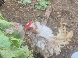 Frizzle rooster