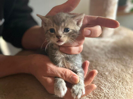 Sphinx mix kittens looking for a new home