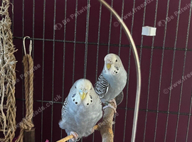 two budgies