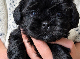 Shihtzu puppys