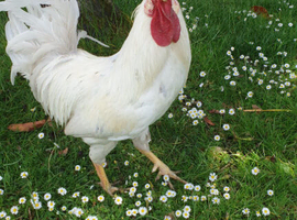 Rooster