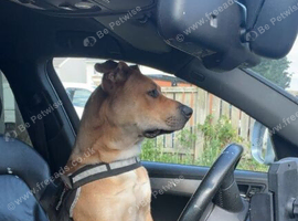 BLACK MOUTH CUR
