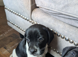 Cockapoo x labradoodle puppies