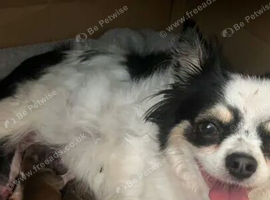 Chihuahua long coated male puppy