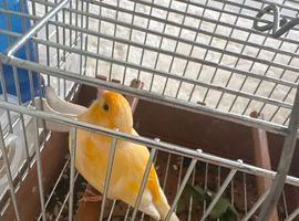A fully orange singing Canary