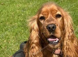 Show Type Spaniel