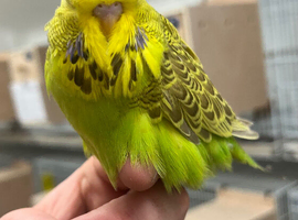Selection of Budgies available