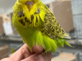 Budgies available