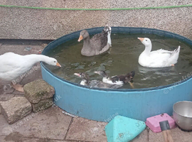 3 female Geese