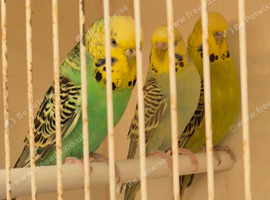 For sale young budgies