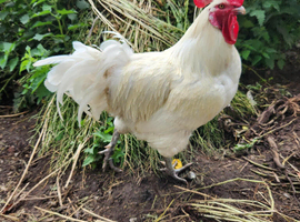 Poulet De Bresse  - dual purpose chickens