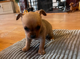 Two small, beautiful chihuahua puppies
