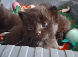 Forever home for 4 adorable kittens