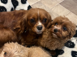 1 Cavapoo puppy fully vaccinated