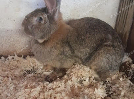 CONTINENTAL GIANT RABBIT FOR  SALE GIRL