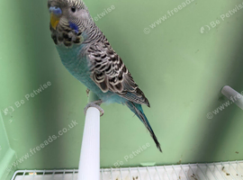 Black face & Black wing budgies available