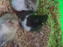 Baby hamsters