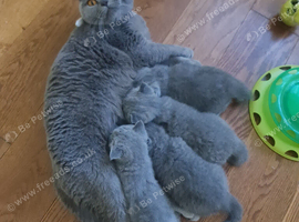 3 male baby cat british short hair
