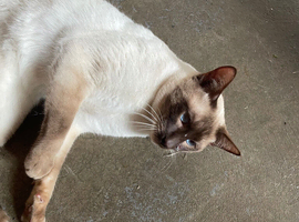 male Siamese cat