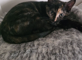 Female fully vaccinated tortishell