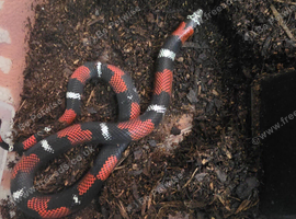 1.1 CB24 Tri Colour Hognose