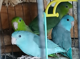 Celestial Parrotlets