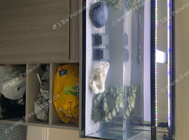 Turtle with full setup including stand.