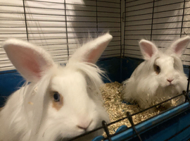 2 girls around 6 month blue eyes