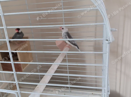 Pair of javas