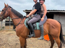 Tb 4year old gelding ror novice ride