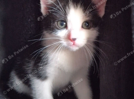 Kitten for sale &pound;80. Each
