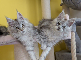 TICA Registered Maine Coon Kitten