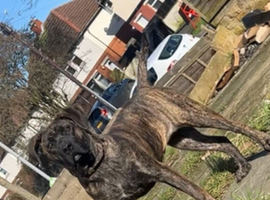 Presa Canario female for sale 7 months old
