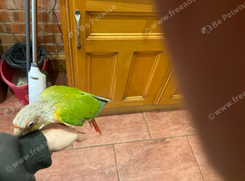 Conure bird