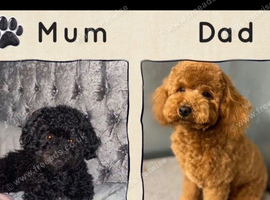 Beautiful Poochon Puppies - 1 boy & 2 girls available