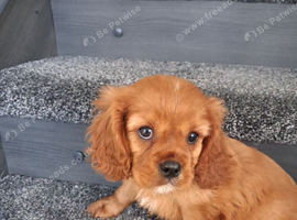 Cavalier King Charles spaniel puppies last 2 Ruby boys ready to leave now
