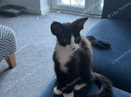 1 boy tuxedo kitren