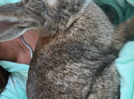 10 month old rabbit for sale