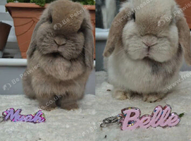 Bonded Girls
